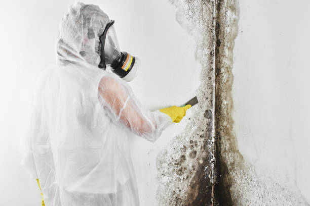 Professional Mold Remediation in Anderson Island, WA