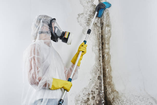 Best Emergency Mold Remediation in Anderson Island, WA