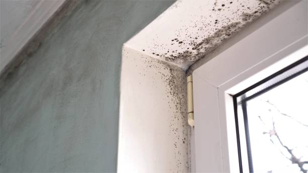 Best Black Mold Remediation in Anderson Island, WA