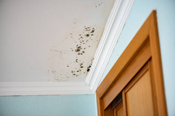 Anderson Island, WA Mold Remediation Company