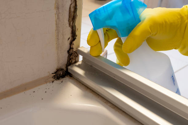 Best Kitchen Mold Remediation in Anderson Island, WA