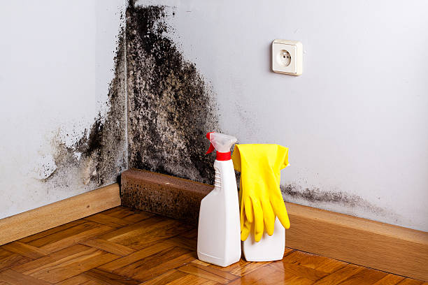 Best Mold Remediation for Schools in Anderson Island, WA